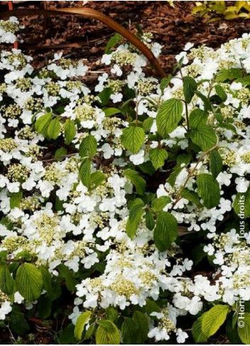 VIBURNUM plicatum MARIESII GREAT STAR®