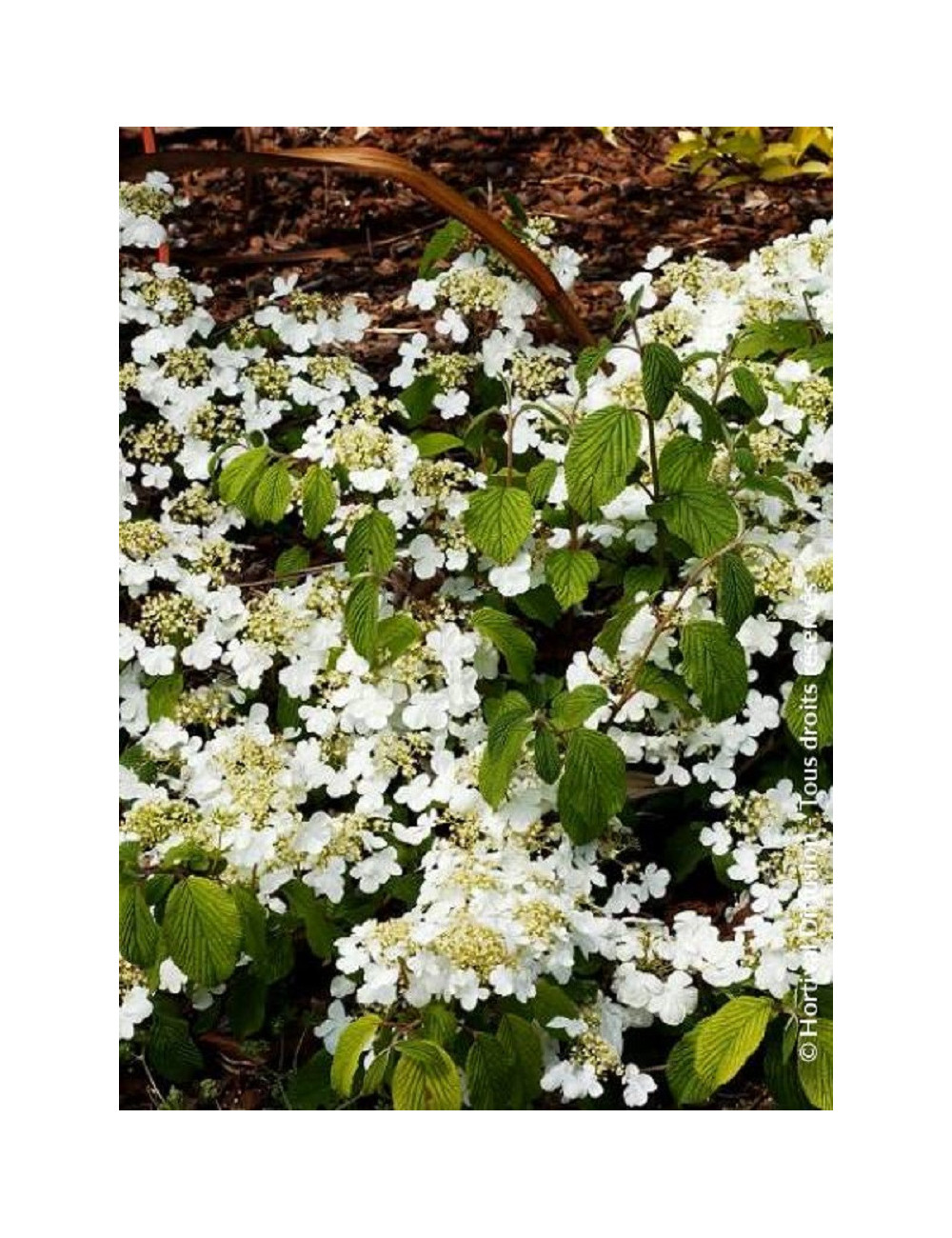 VIBURNUM plicatum MARIESII GREAT STAR®