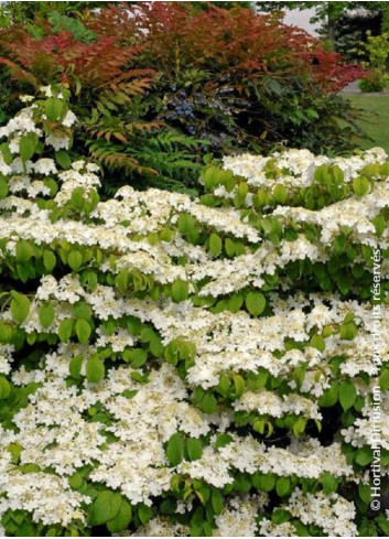 VIBURNUM plicatum MARIESII GREAT STAR®