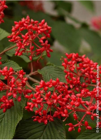 VIBURNUM plicatum MARIESII GREAT STAR®