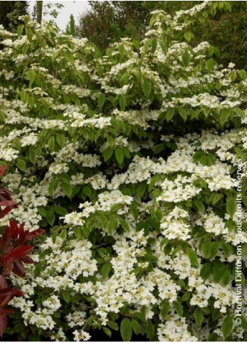 VIBURNUM plicatum MARIESII GREAT STAR®