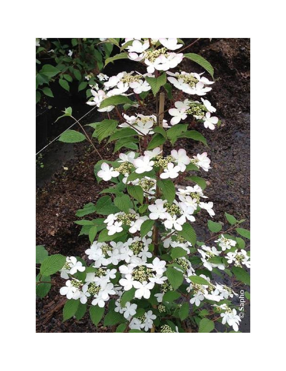 VIBURNUM plicatum tomentosum KILIMANDJARO®