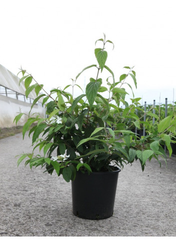 VIBURNUM plicatum tomentosum KILIMANDJARO® En pot de 12-15 litres