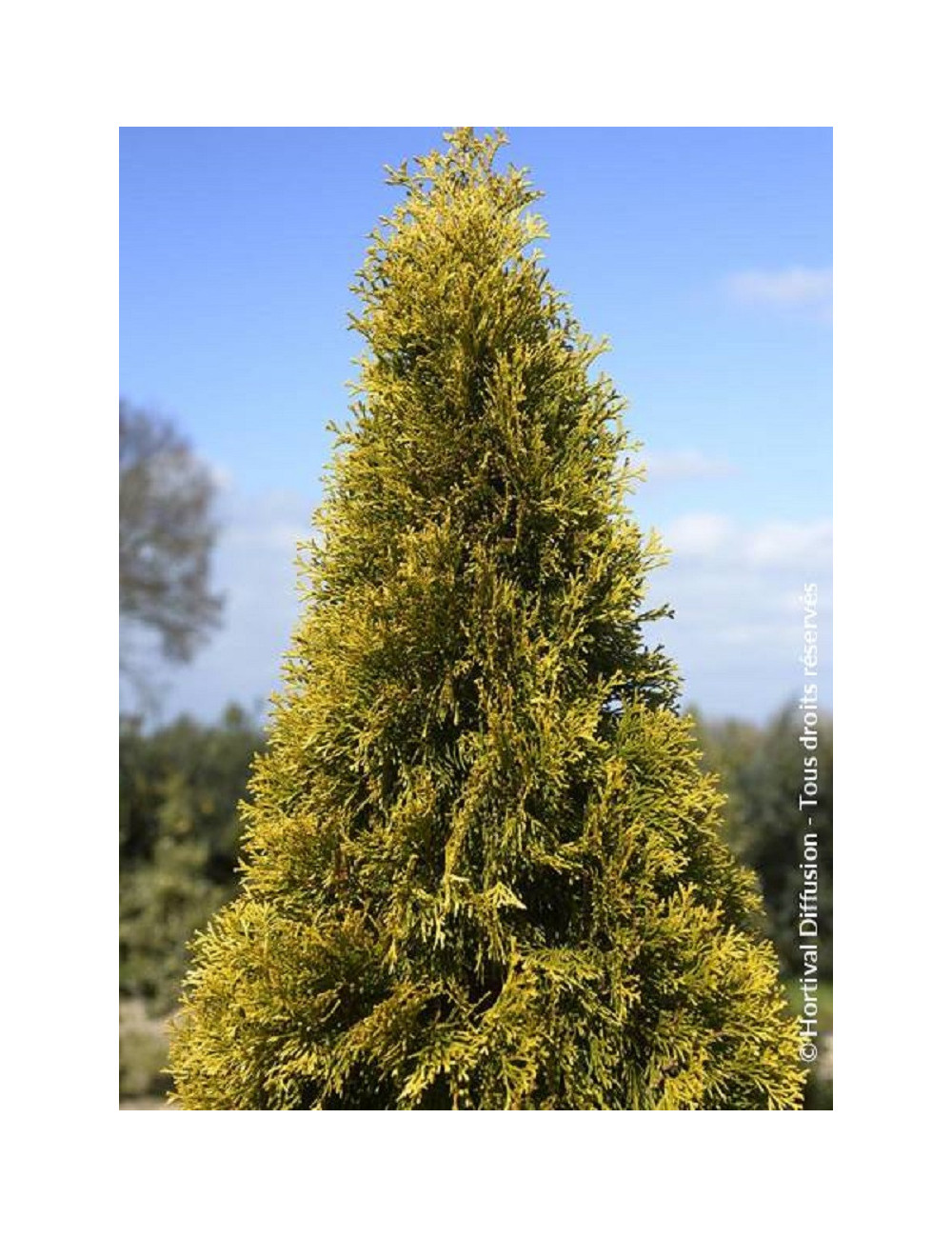 THUJA occidentalis GOLDEN SMARAGD