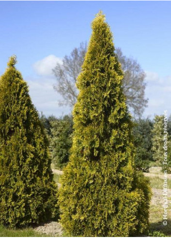 THUJA occidentalis GOLDEN SMARAGD