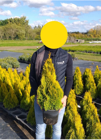 THUJA occidentalis GOLDEN SMARAGD En pot de 4-5 litres