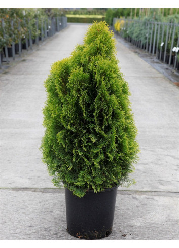 THUJA occidentalis GOLDEN SMARAGD En pot de 12-15 litres