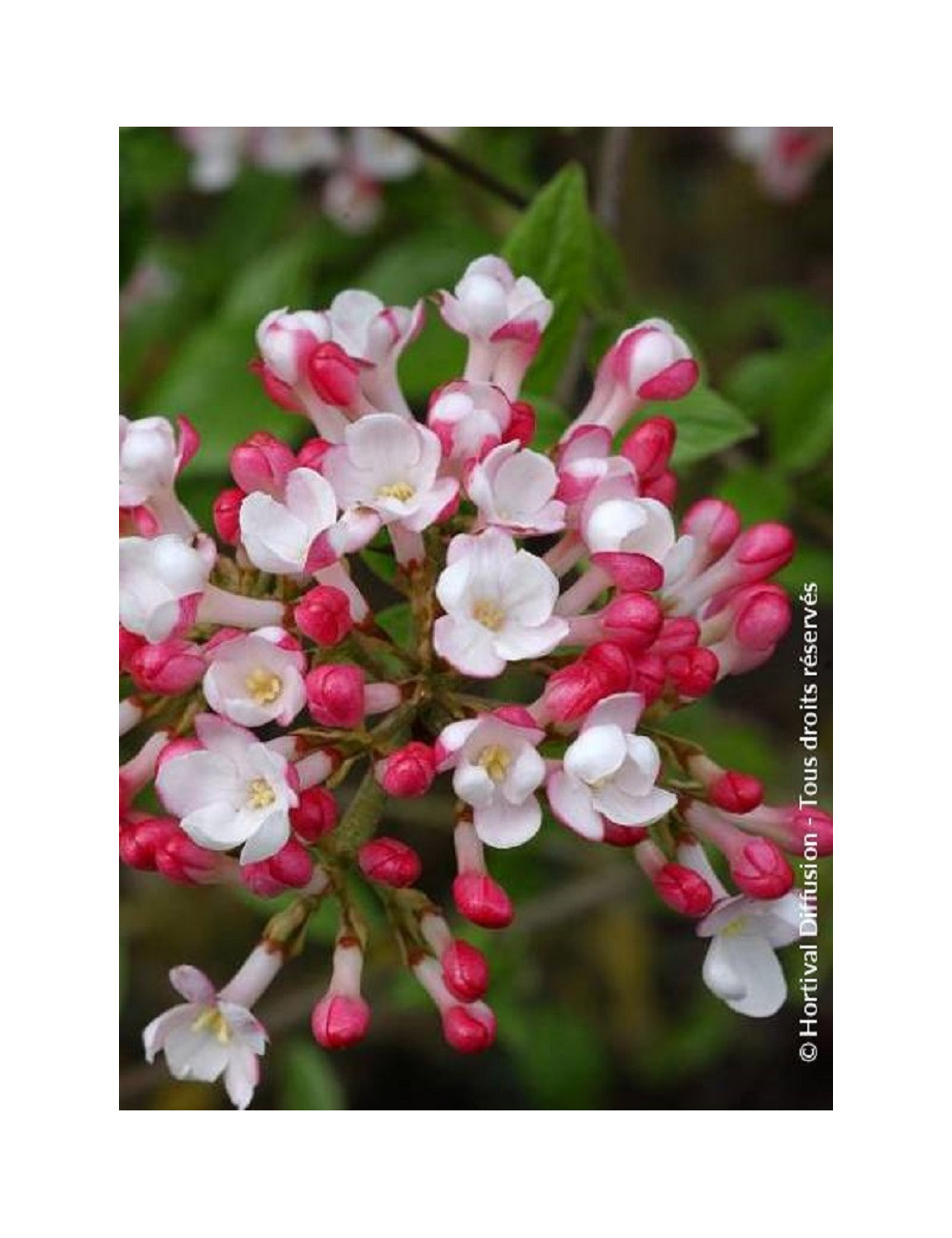 VIBURNUM burkwoodii MOHAWK