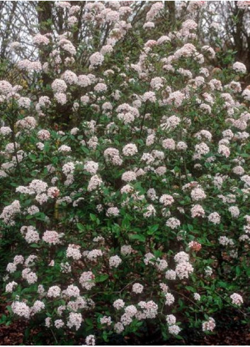 VIBURNUM burkwoodii MOHAWK