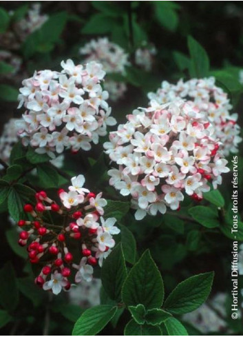 VIBURNUM burkwoodii MOHAWK