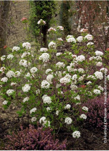 VIBURNUM burkwoodii MOHAWK