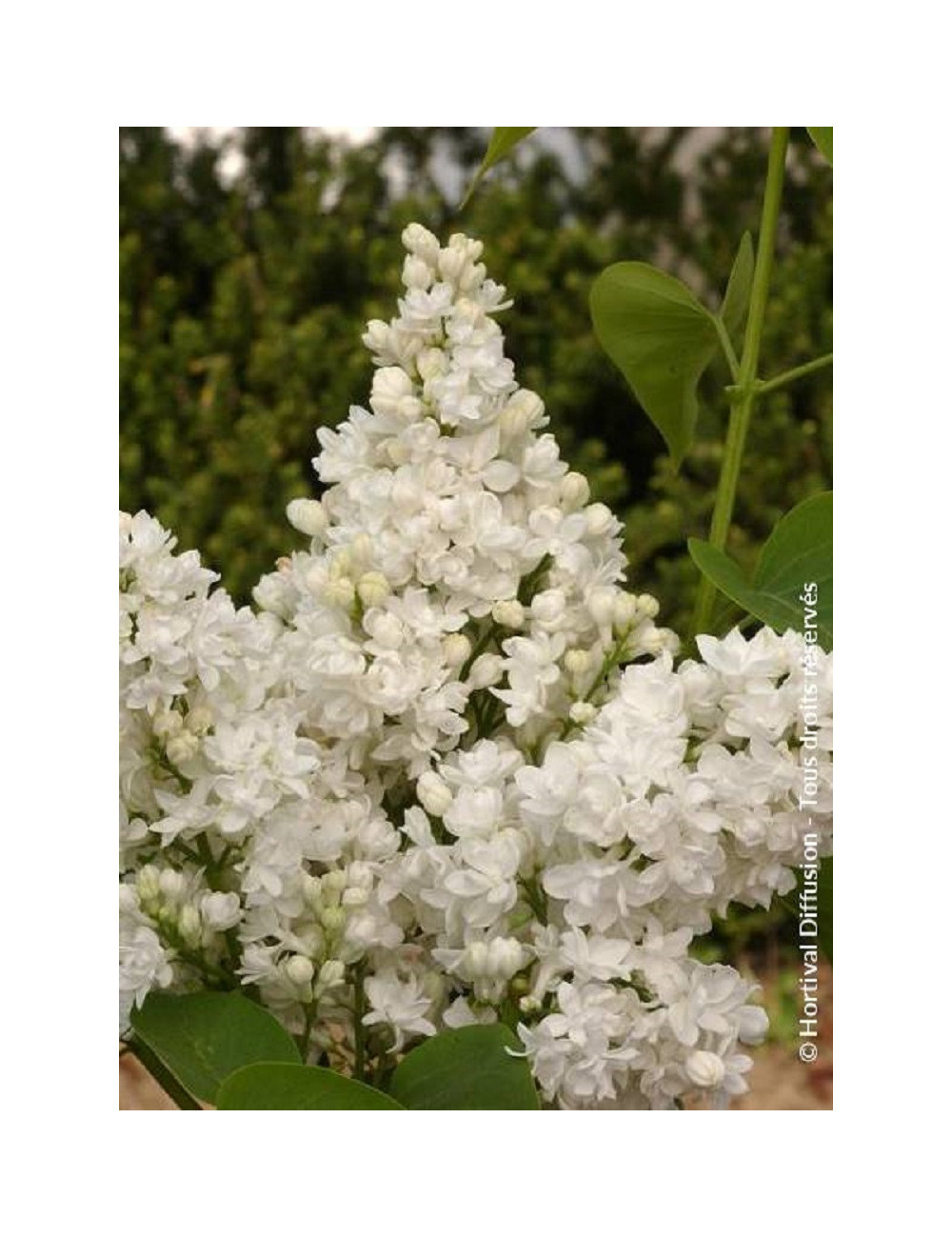 SYRINGA DENTELLE D'ANJOU