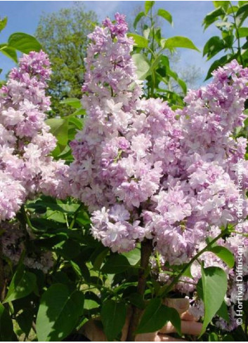 SYRINGA ROSE DE MOSCOU