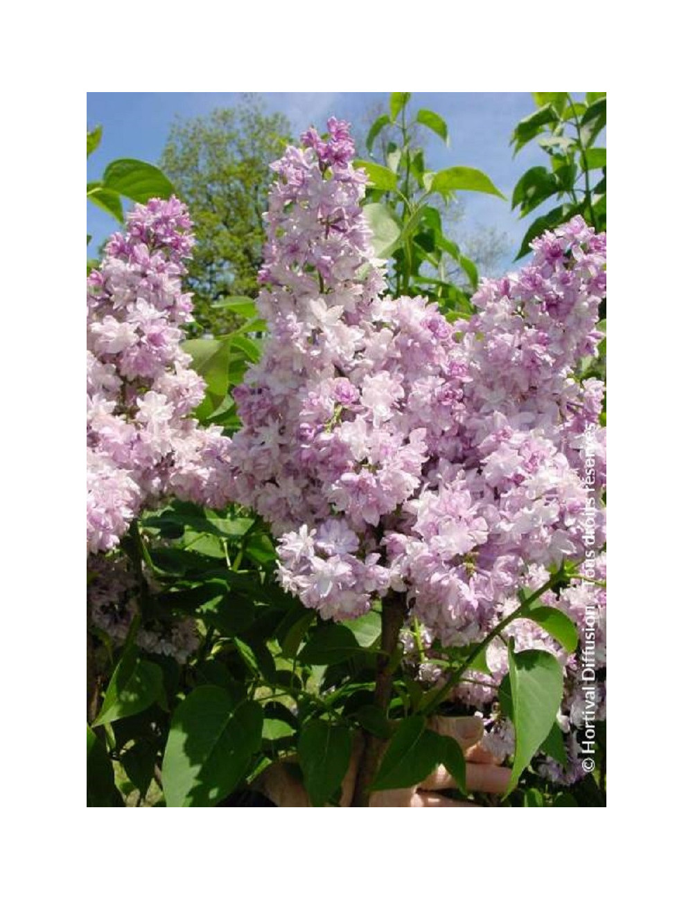 SYRINGA ROSE DE MOSCOU