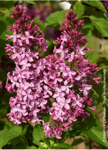 SYRINGA PRINCESSE STURDZA