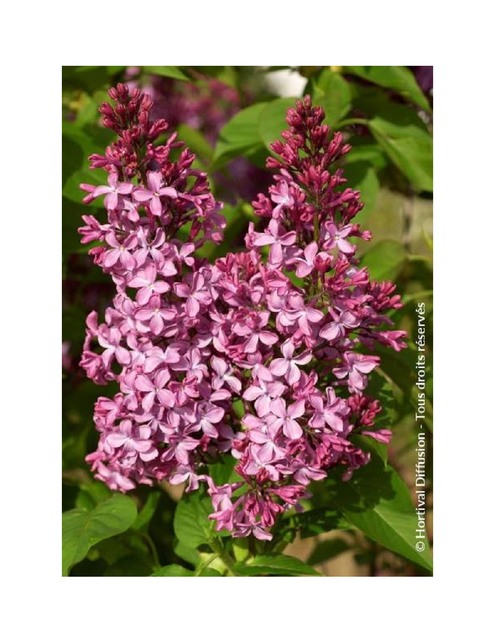 SYRINGA PRINCESSE STURDZA