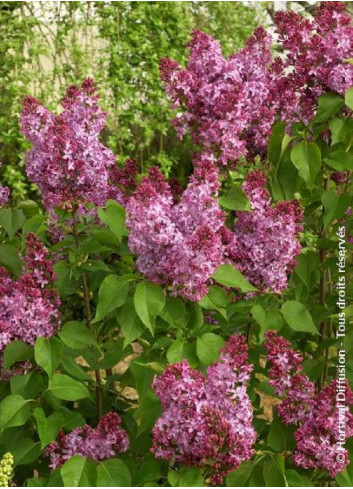 SYRINGA PRINCESSE STURDZA1