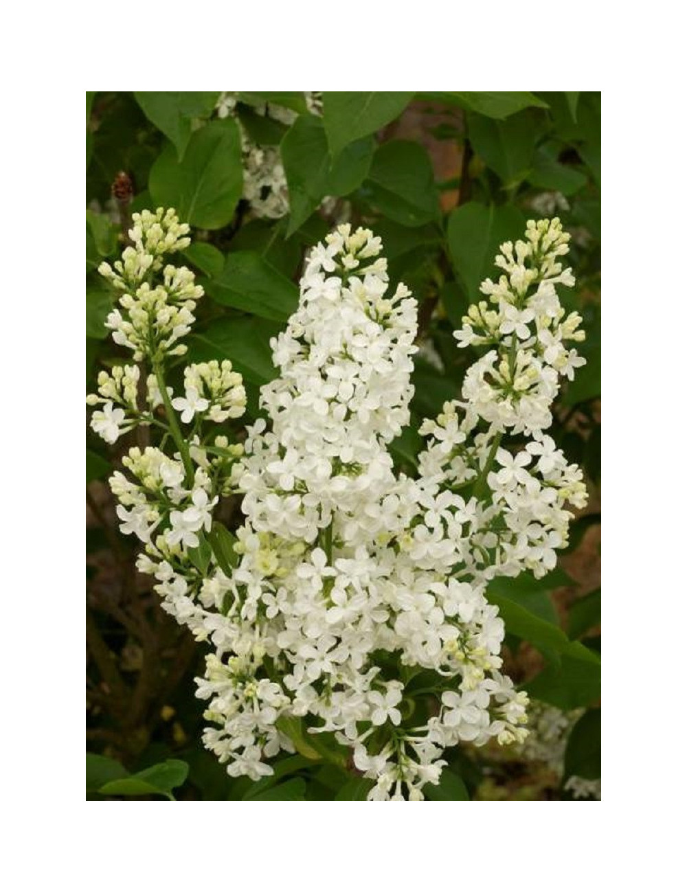 SYRINGA COMTESSE D'HARCOURT