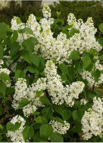 SYRINGA COMTESSE D'HARCOURT