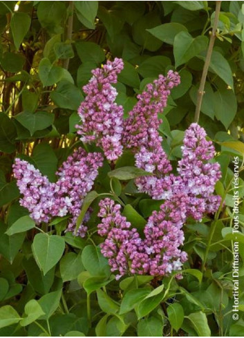 SYRINGA BELLE DE NANCY