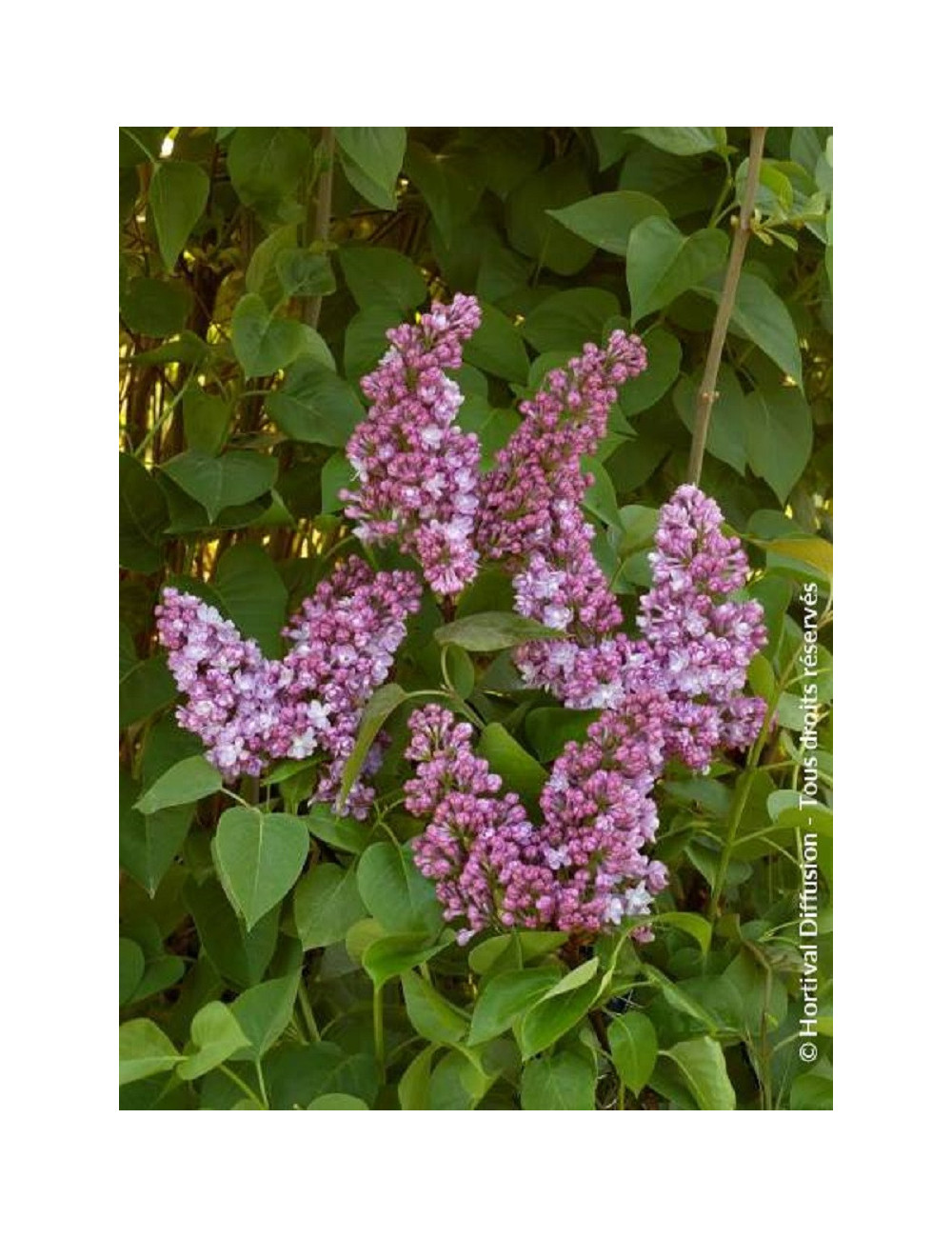 SYRINGA BELLE DE NANCY