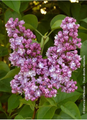 SYRINGA BELLE DE NANCY