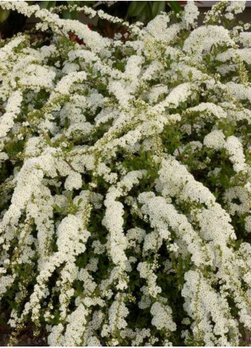 SPIRAEA arguta