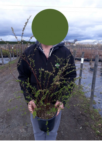 SPIRAEA arguta En pot de 4-5 litres