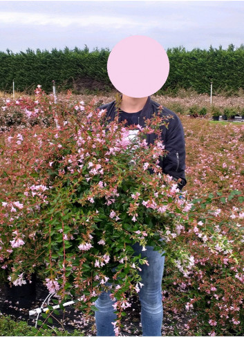 ABELIA EDWARD GOUCHER En pot de 10-12 litres