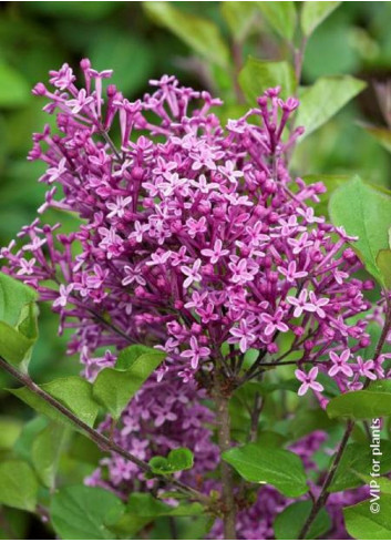 SYRINGA BLOOMERANG DARK PURPLE