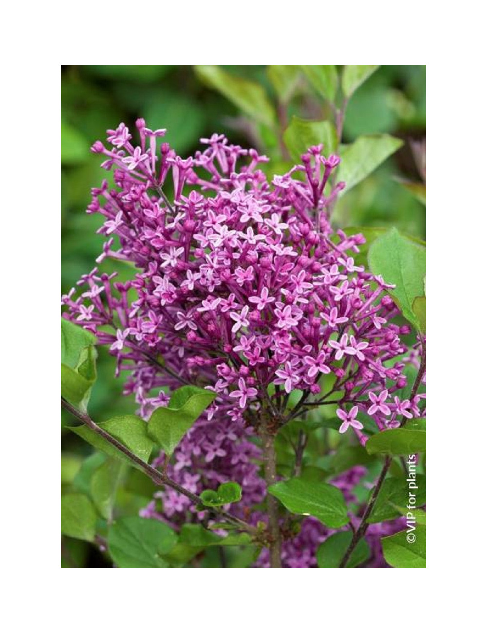 SYRINGA BLOOMERANG DARK PURPLE