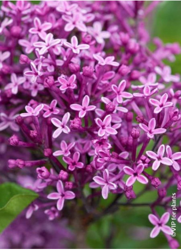 SYRINGA BLOOMERANG DARK PURPLE