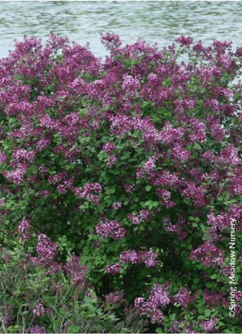 SYRINGA BLOOMERANG DARK PURPLE