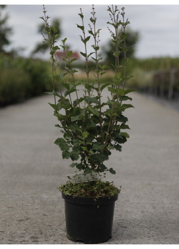 SYRINGA BLOOMERANG  DARK PURPLE En pot de 4-5 litres