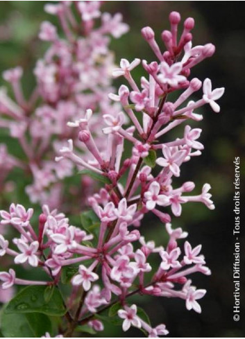 SYRINGA BLOOMERANG PINK PERFUME