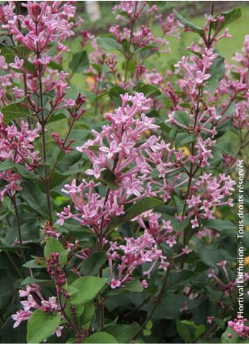 SYRINGA BLOOMERANG PINK PERFUME