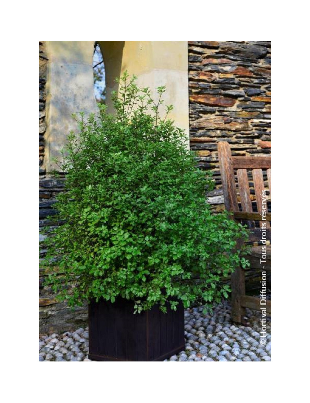 PITTOSPORUM tenuifolium EMERALD DOME