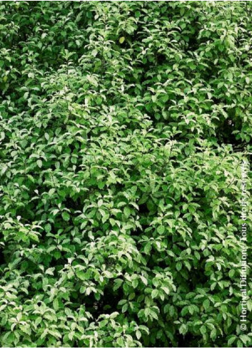 PITTOSPORUM tenuifolium IRENE PATERSON