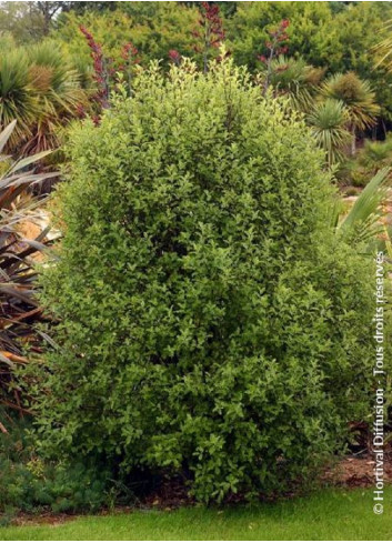 PITTOSPORUM tenuifolium