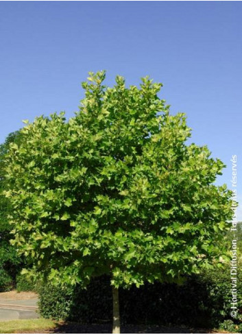 PLATANUS hispanica ALPHEN'S GLOBE