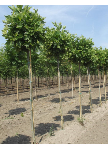 PLATANUS hispanica ALPHEN'S GLOBE