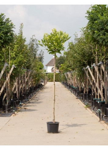 PLATANUS hispanica ALPHEN'S GLOBE