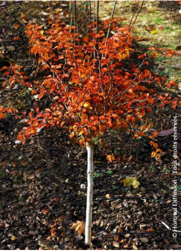 PRUNUS incisa KOJO NO MAI