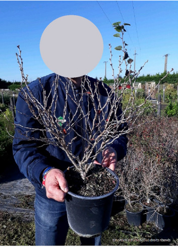 PRUNUS incisa KOJO NO MAI En pot de 4-5 litres