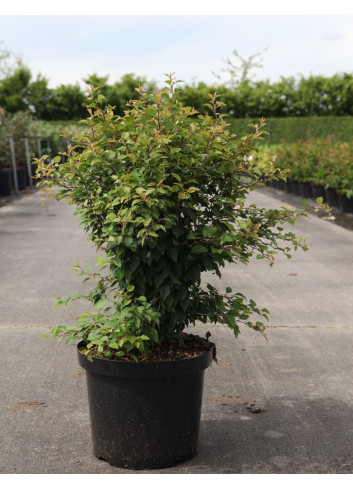 PRUNUS incisa KOJO NO MAI En pot de 10-12 litres