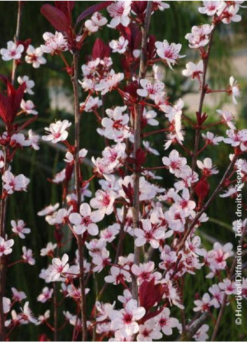 PRUNUS Cistena (Ceriser des sables)