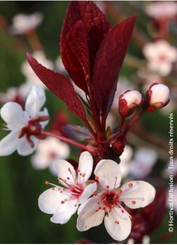 PRUNUS Cistena (Ceriser des sables)1