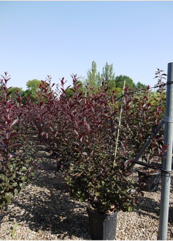 PRUNUS Cistena (Ceriser des sables) En pot de 15-20 litres forme buisson extra fort