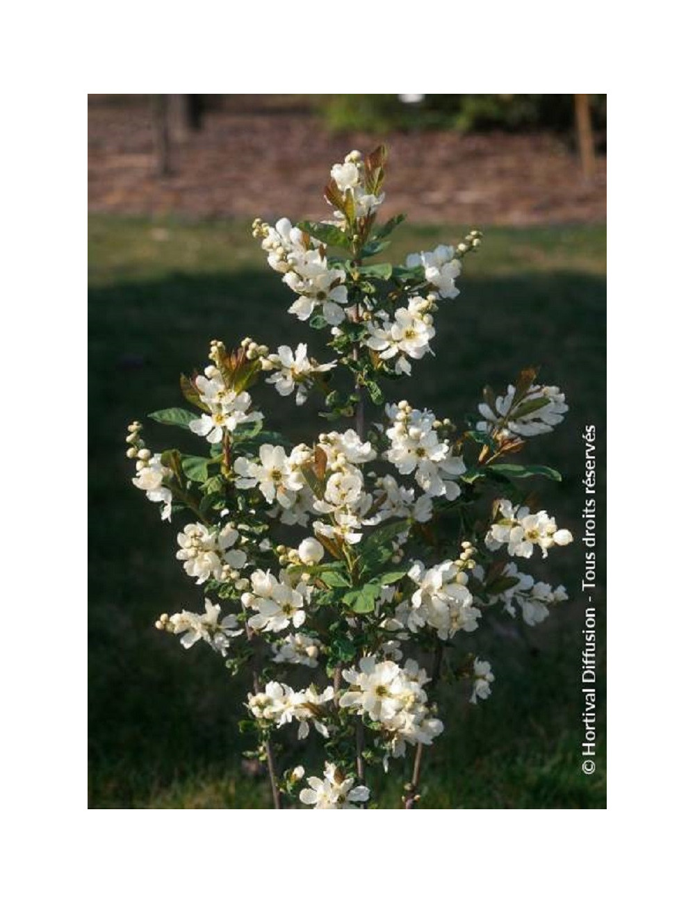 EXOCHORDA serratifolia SNOW WHITE