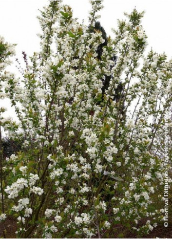 EXOCHORDA serratifolia SNOW WHITE